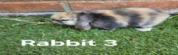 Mini Lop rabbits for sale: 🐰 Adorable Mini Lop Baby Rabbits Ready Soon 🐰 in Harwich - Advert 8
