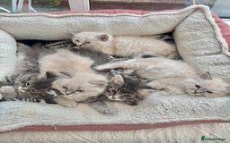 Siberian cats for sale: Stunning Siberian Kittens - Image 2