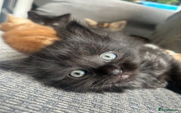 Mixed Breed cats for sale: Cute, Cuddly Kittens 💝 - Image 4
