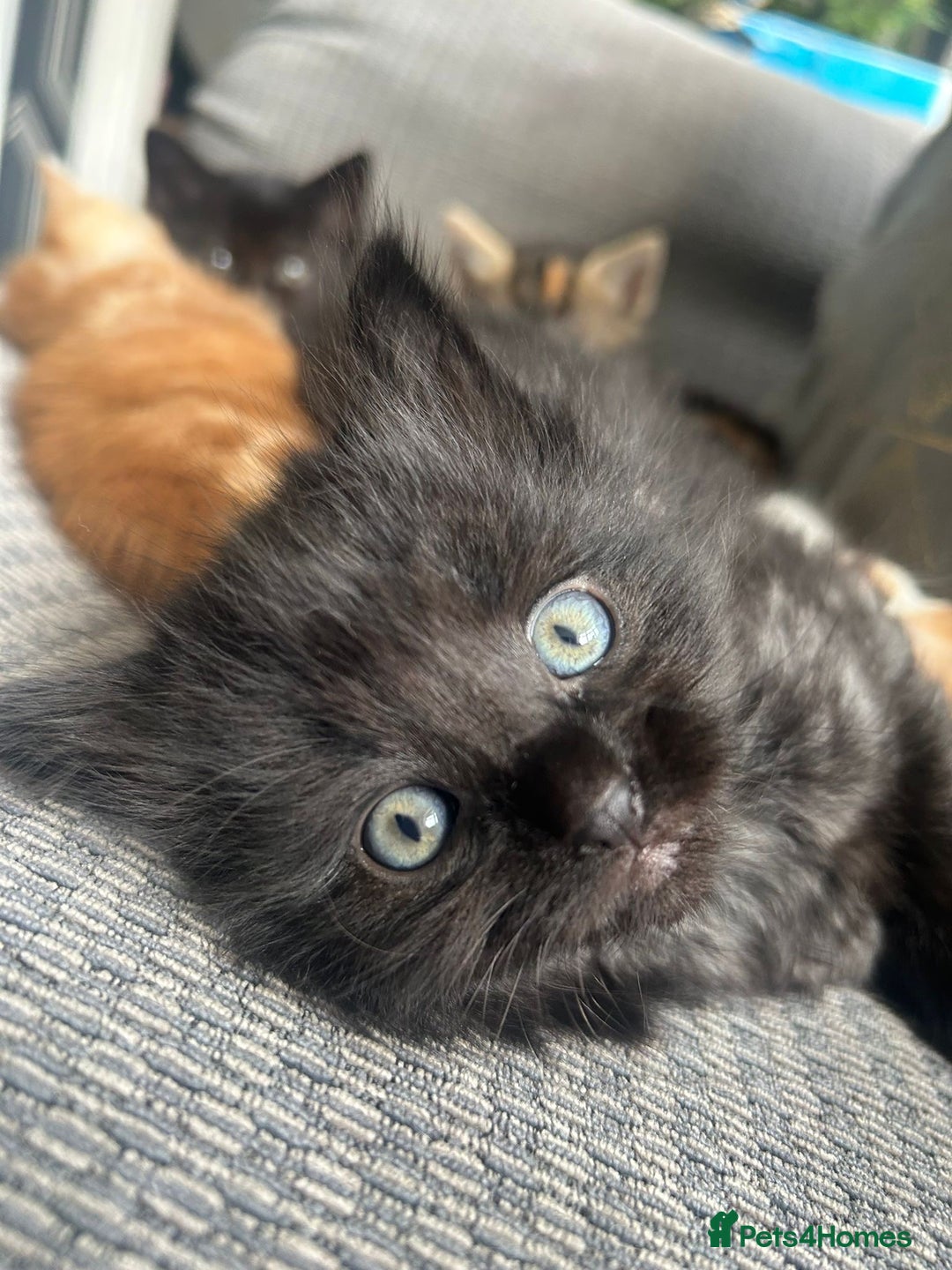 Mixed Breed cats for sale: Cute, Cuddly Kittens 💝 - Image 4