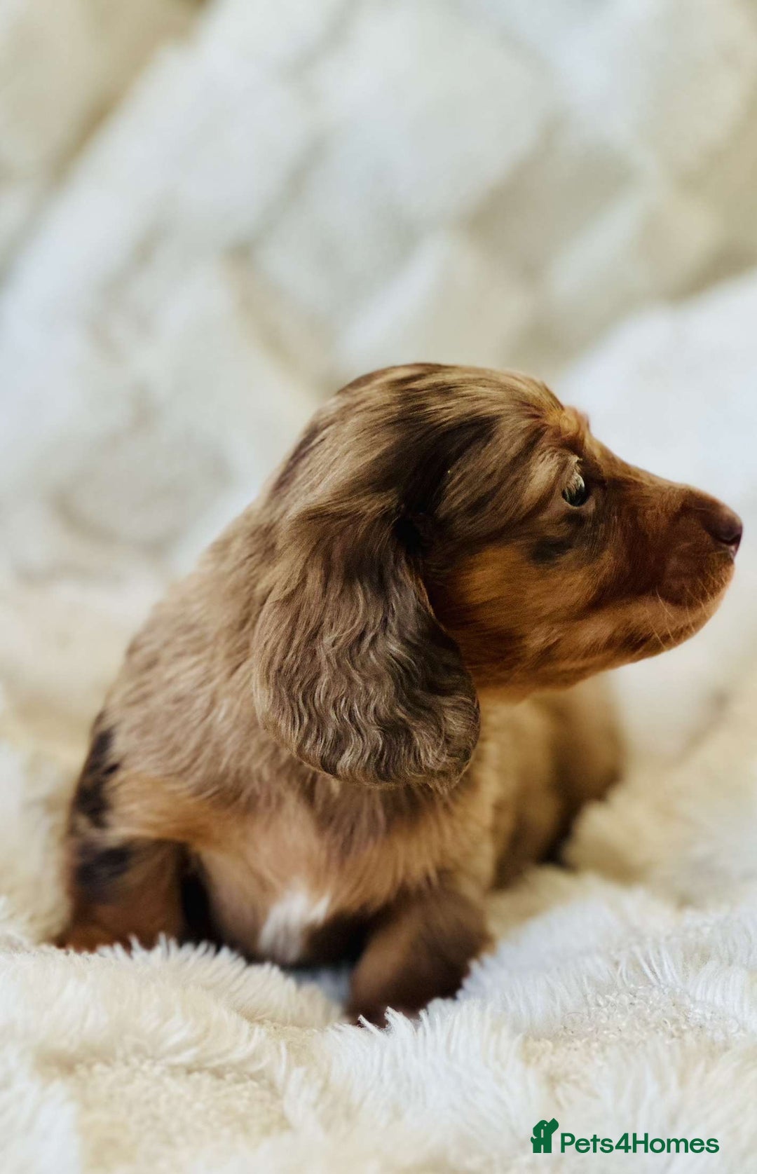 Miniature Dachshund dogs for sale: Long haired dachshund  - Image 15