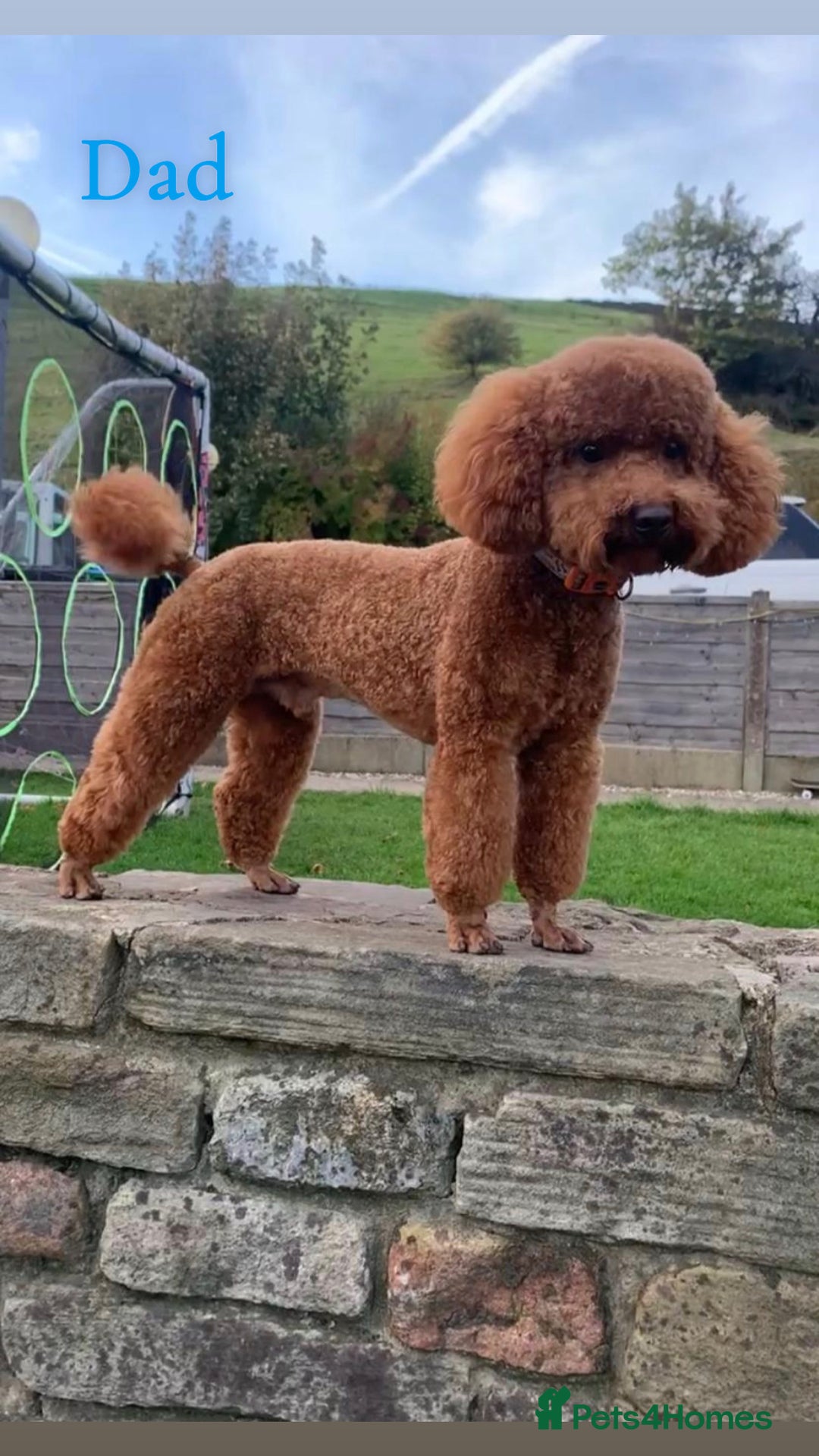 Maltipoo dogs for sale: 🐶 Adorable Red Maltipoo Puppies Available 🐶 - Advert 11