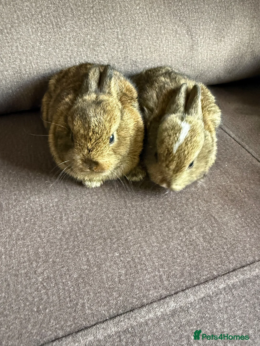 Netherland Dwarf rabbits for sale:  Netherlands dawaf Rabbits in Worcester - Advert 2