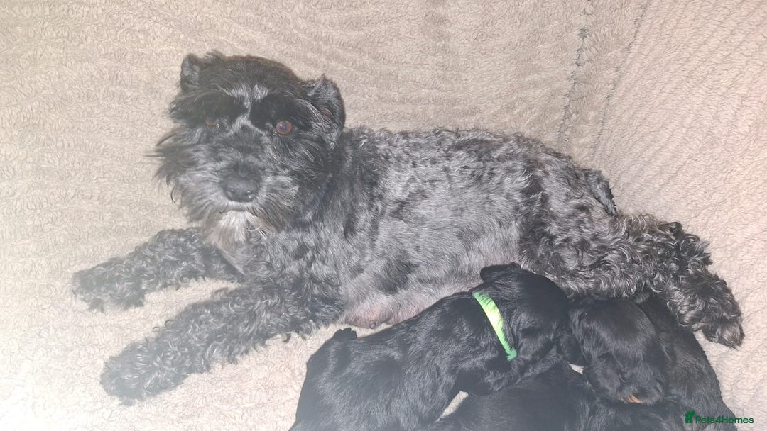 Miniature Schnauzer dogs for sale: 5 female miniature schnauzers - Image 4
