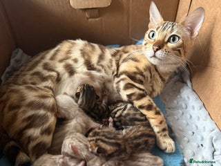 Bengal cats Bengal kittens - Advert 1