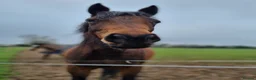 Welsh Section D horses for sale: Bartonhouse charlotte  - Advert 6