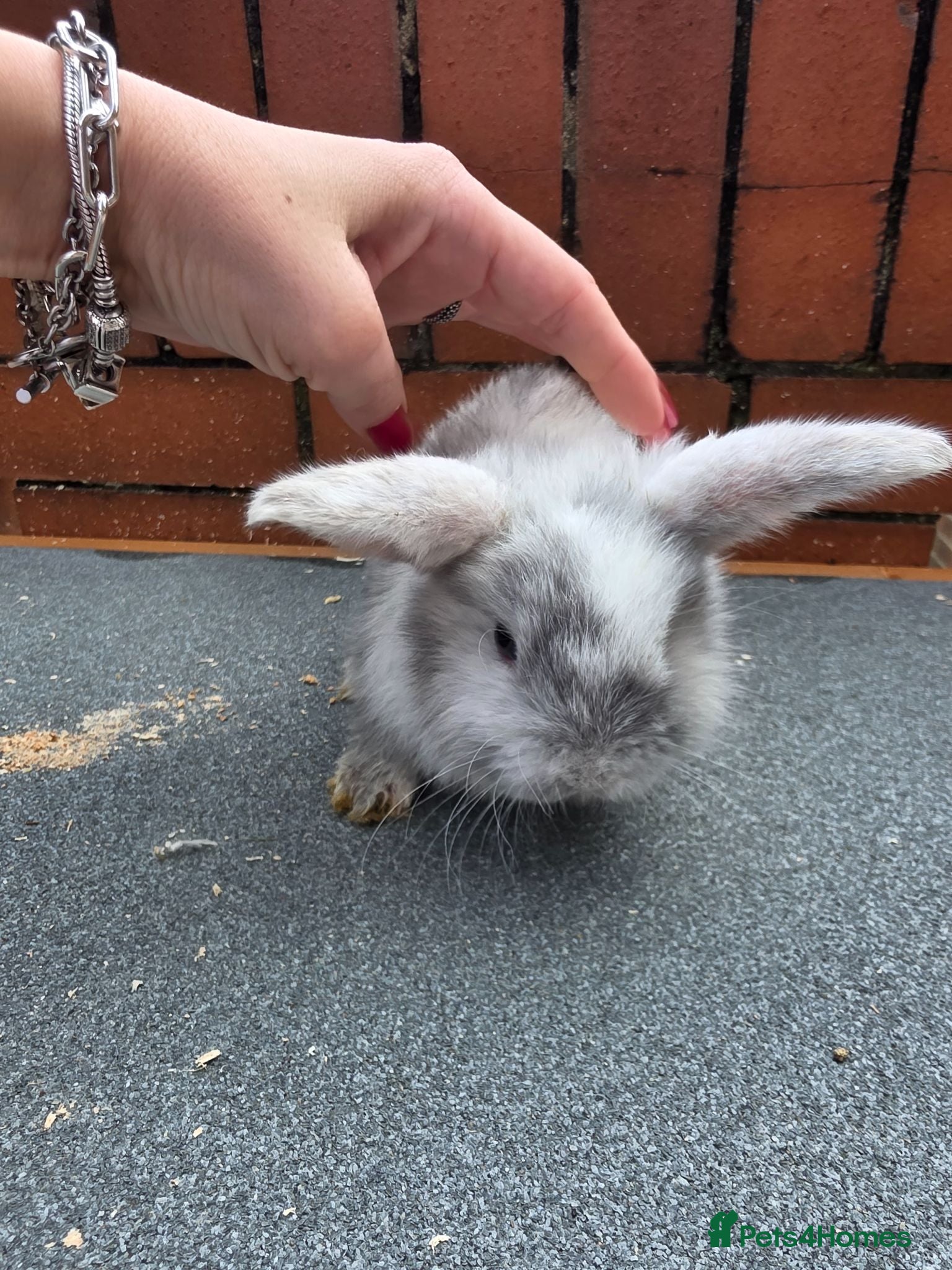 Mini Lop rabbits Mini loop - Advert 1