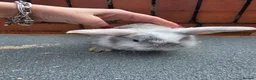 Mini Lop rabbits for sale: Mini loop - Advert 1