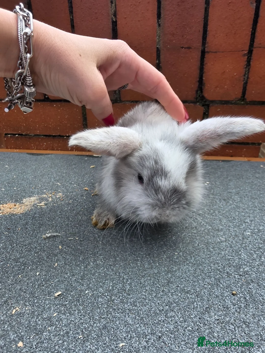 Mini Lop rabbits for sale: Mini loop - Advert 1