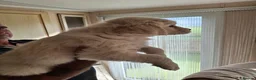 Golden Retriever dogs for sale: Golden Retreiver Puppies  - Advert 23