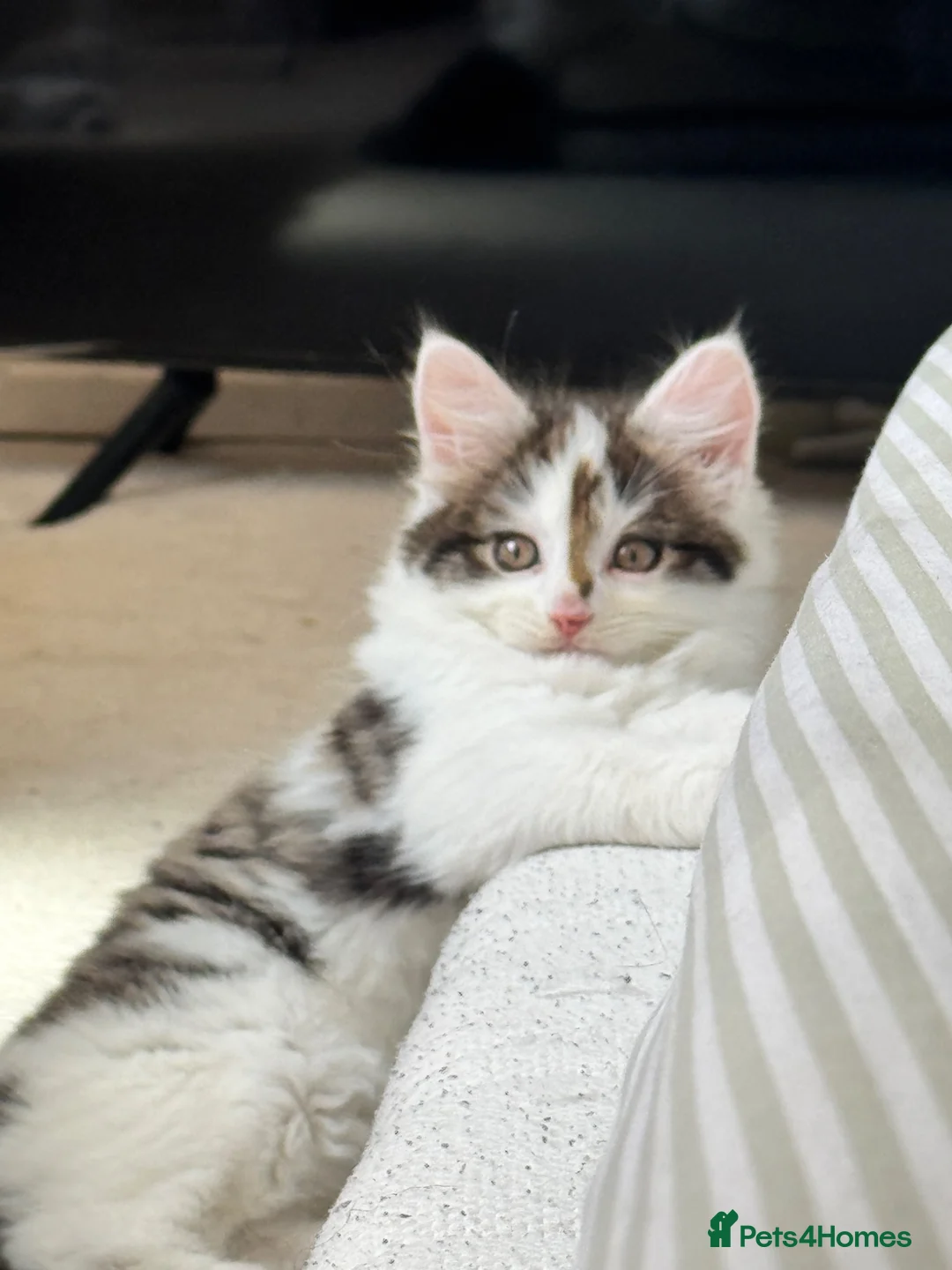 Mixed Breed cats for sale: 9 Week Old Kitten + Everything Included in London - Advert 2
