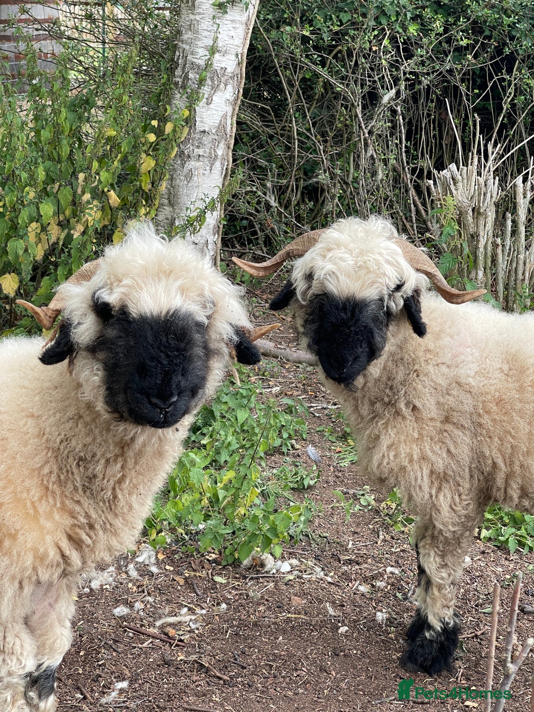 Sheep livestock for sale: Valais Black Nose Wethers x2 Brothers for pets - Image 5