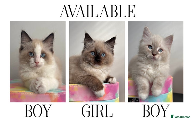 Ragdoll cats - Advert 2