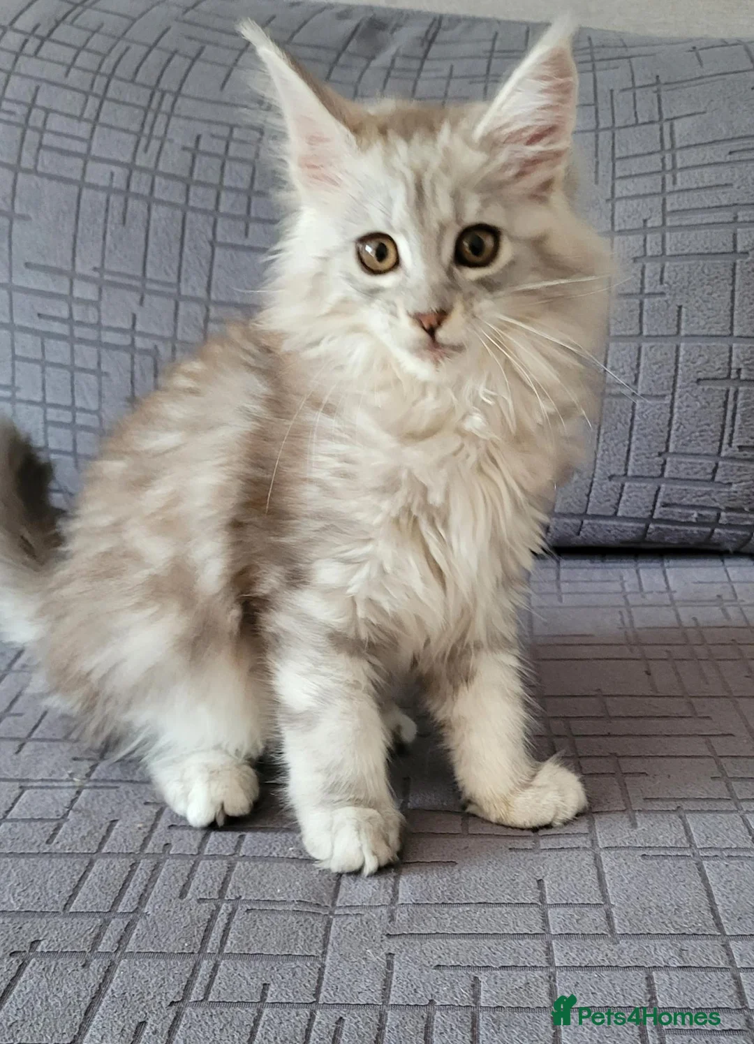 Maine Coon cats for sale: Tica registered maine coon kittens  - Advert 2
