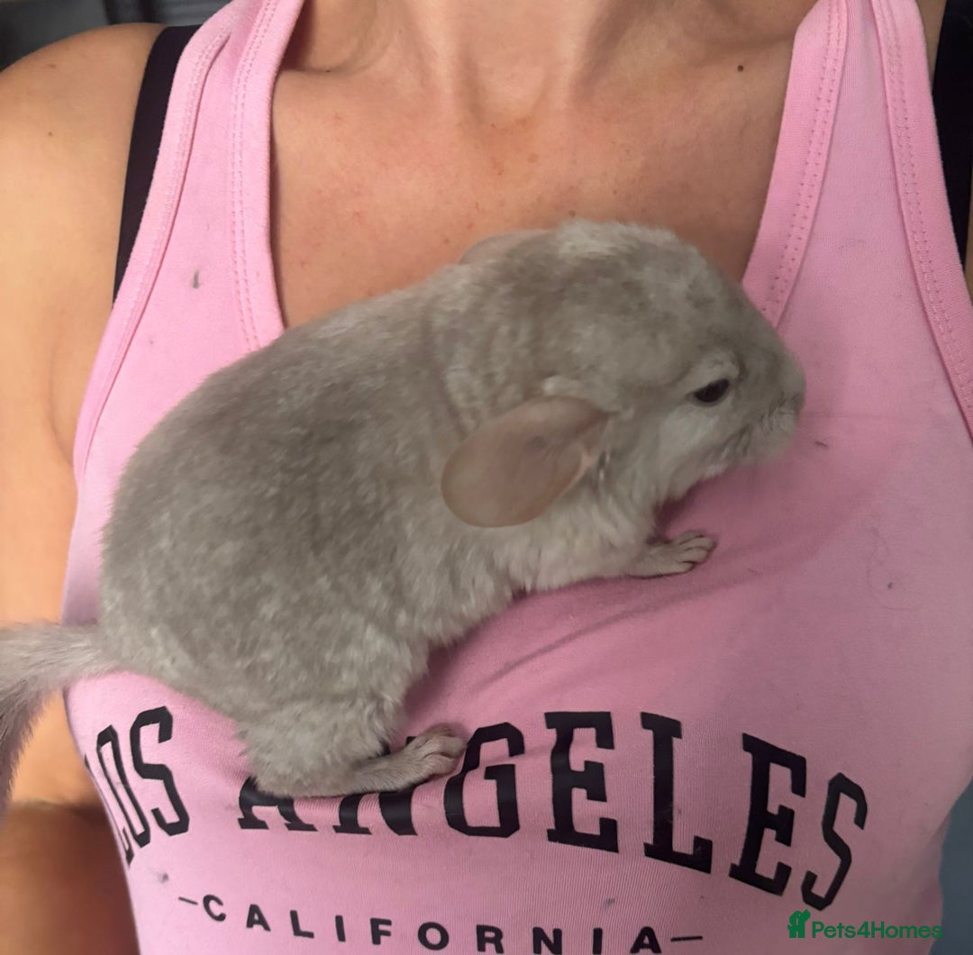 Chinchilla rodents for sale: Beige male chinchilla kits ready to reserve  - Image 5