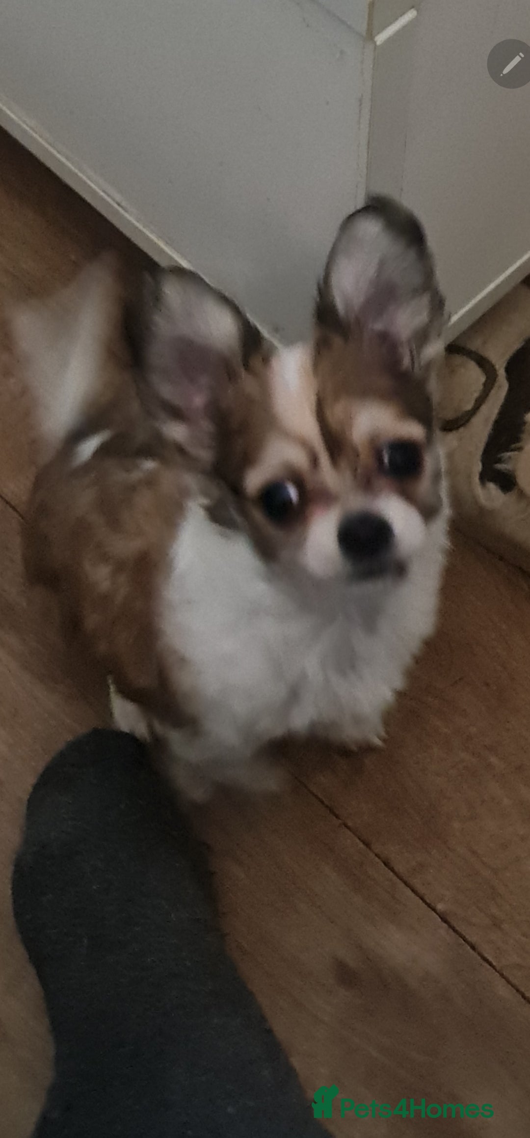 Chihuahua dogs for sale: Chihuahua for sale  - Advert 11