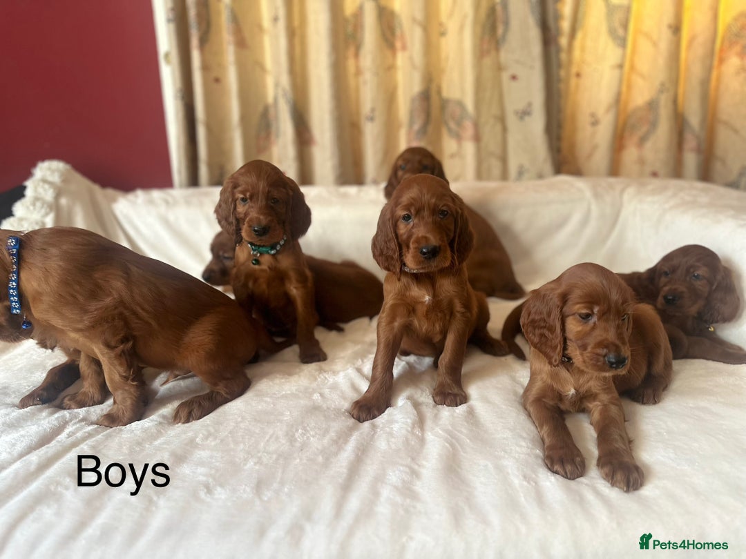 Irish Setter dogs for sale: Irish Setter Puppies 💜 - Image 6