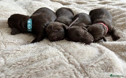 Cockapoo dogs for sale: 🍫🐶 F1b Chocolate Cockapoo Puppies🐶🍫  - Image 10