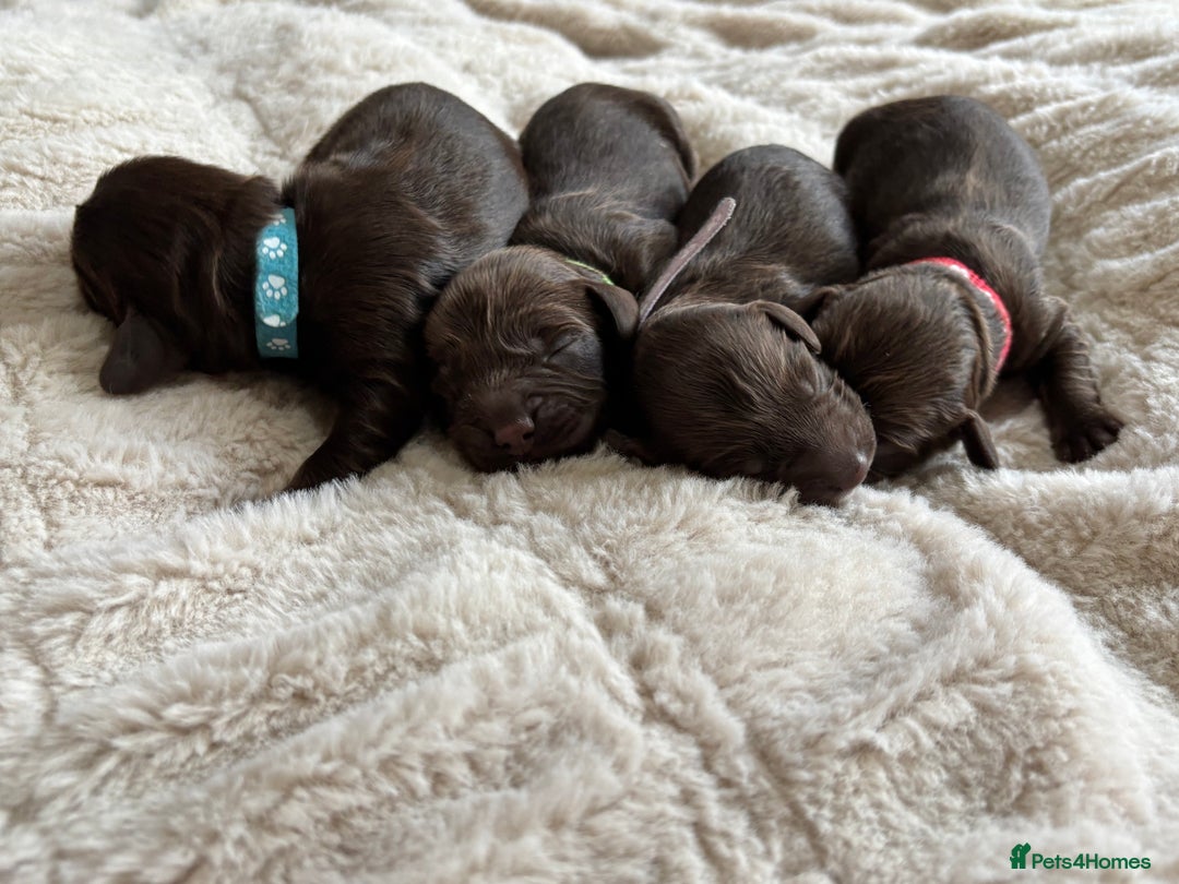 Cockapoo dogs for sale: 🍫🐶 F1b Chocolate Cockapoo Puppies🐶🍫  - Image 10