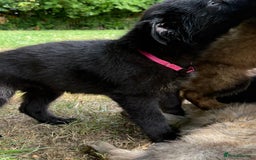 German Shepherd dogs for sale: German shepherd puppies ready to leave now - Image 7
