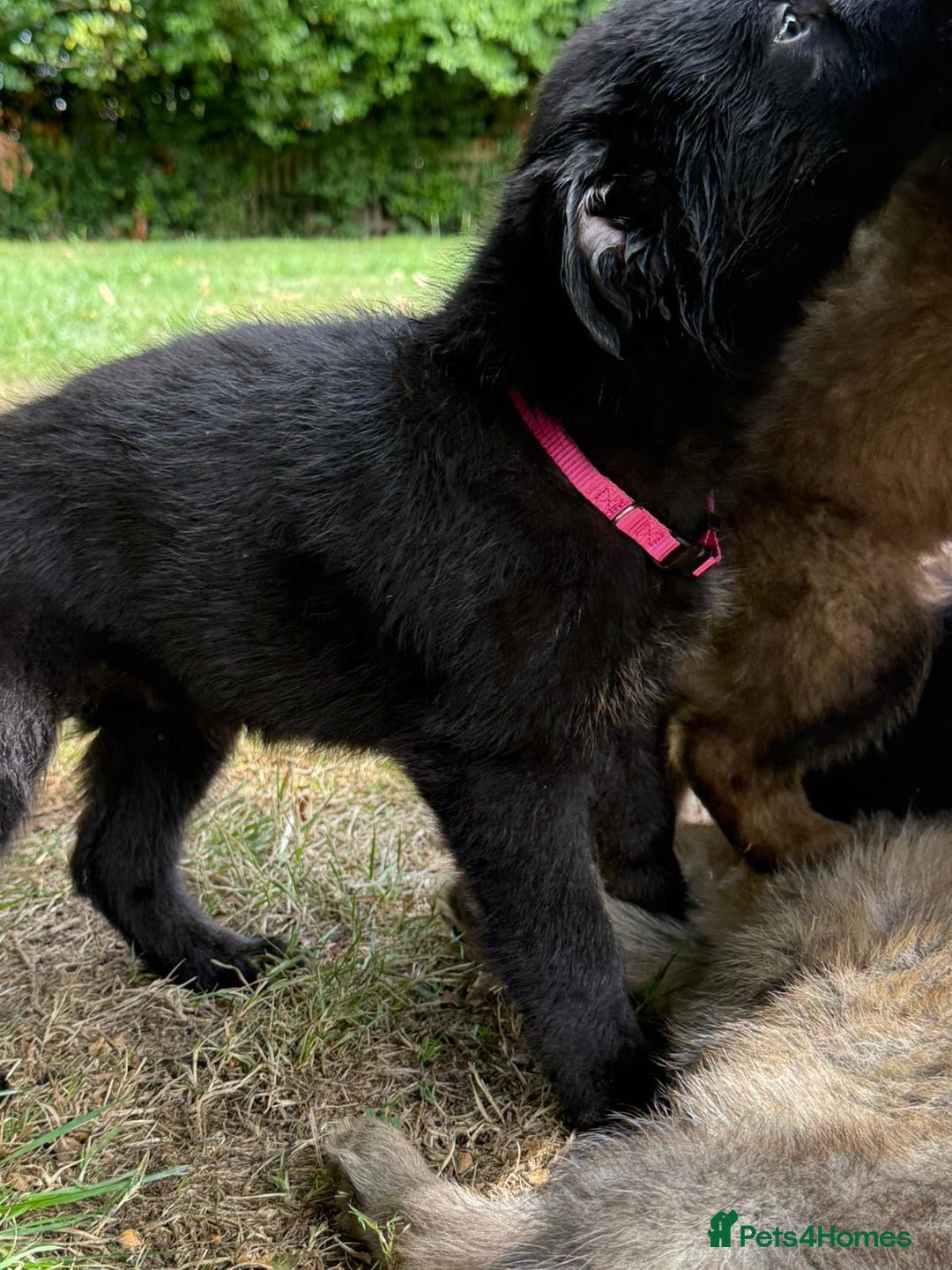 German Shepherd dogs for sale: German shepherd puppies ready to leave now - Image 7
