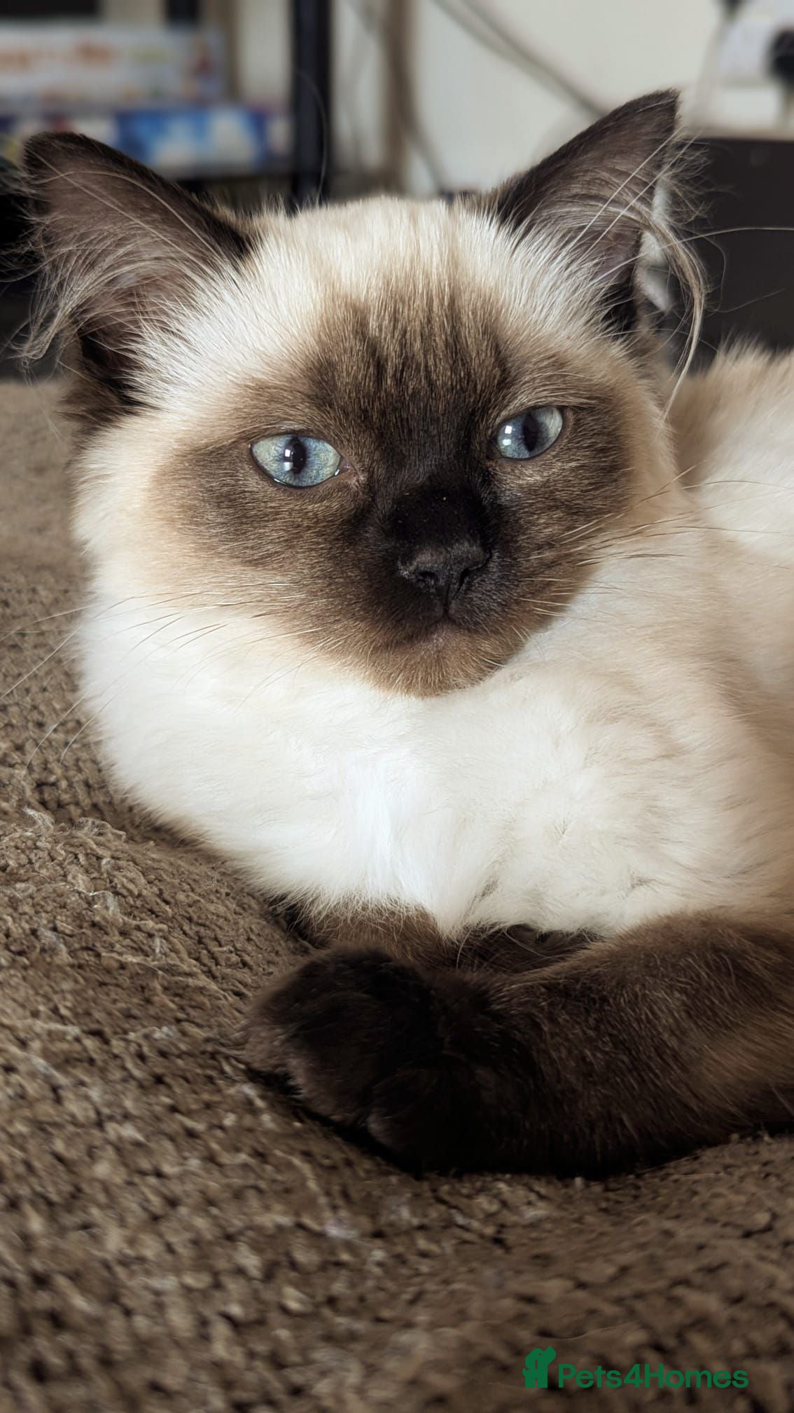 Ragdoll cats 💖💖💖READY TO LEAVE.seal mitted ragdoll💖💖💖 - Advert 4