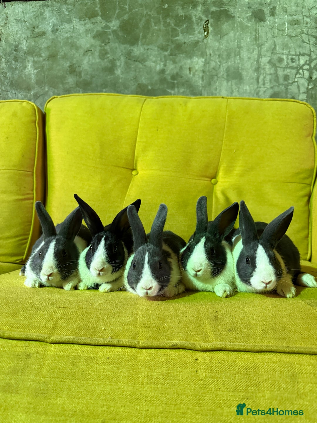 Dutch rabbits for sale: lovely litter of Dutch rabbits  - Image 4