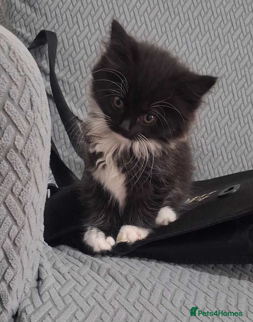 Mixed Breed cats Kittens up for Adoption  - Advert 1