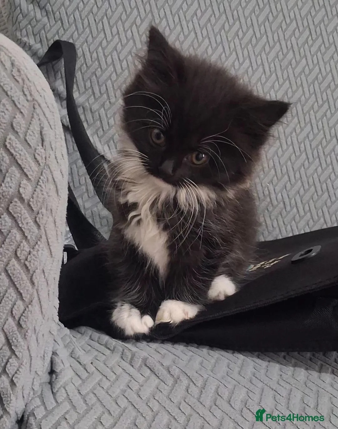 Mixed Breed cats for sale: Kittens up for Adoption  - Advert 1