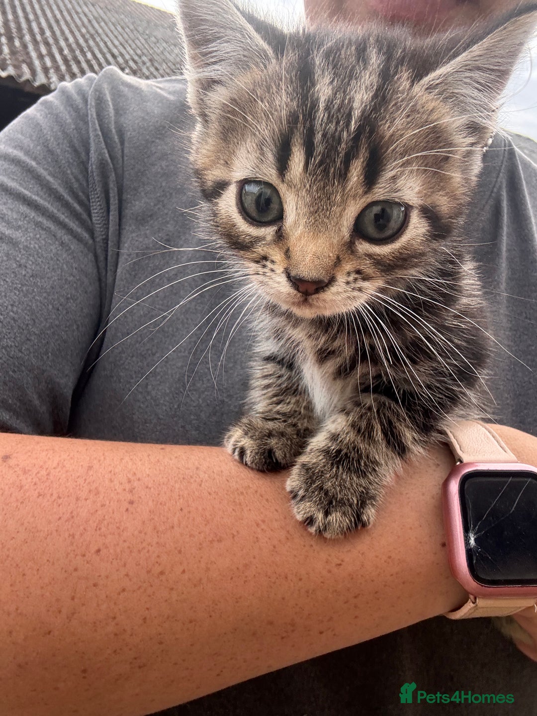 Mixed Breed cats for sale: Farm cats & kittens for sale  - Image 2
