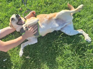 Mixed Breed dogs Foster or Forever Home for Beautiful Sanchez - Advert 5