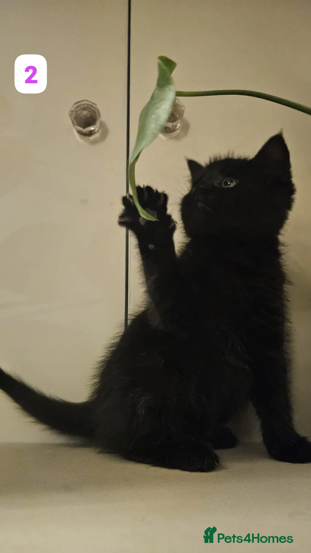 Maine Coon cats for sale: 7 Beautiful Maine Coon x Kittens - Advert 4