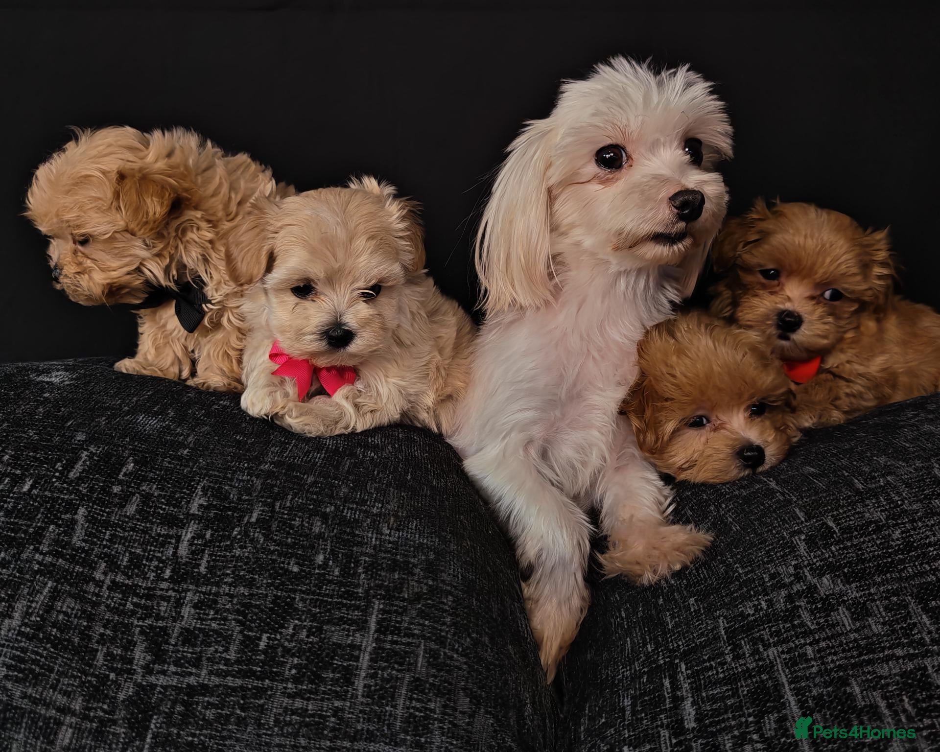 Maltipoo dogs Maltipoo Miny ready to Leave soon - Advert 1
