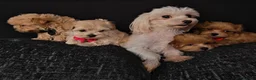 Maltipoo dogs for sale: Maltipoo Miny ready to Leave soon - Advert 1