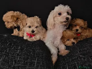 Maltipoo dogs Maltipoo Miny ready to Leave soon - Advert 1