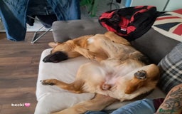 German Shepherd dogs for sale: 1 year old german Shepherd  - Advert 2