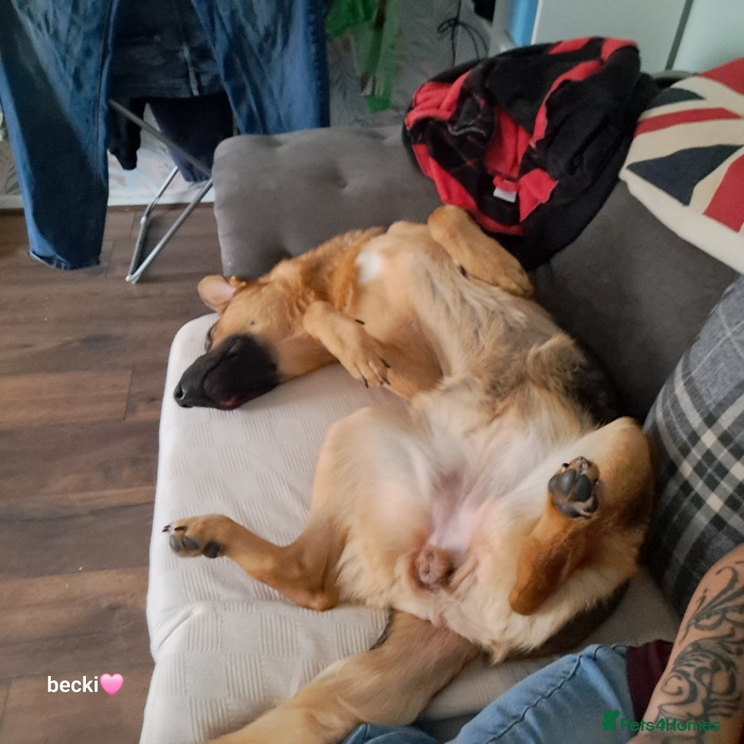 German Shepherd dogs for sale: 1 year old german Shepherd  - Advert 2