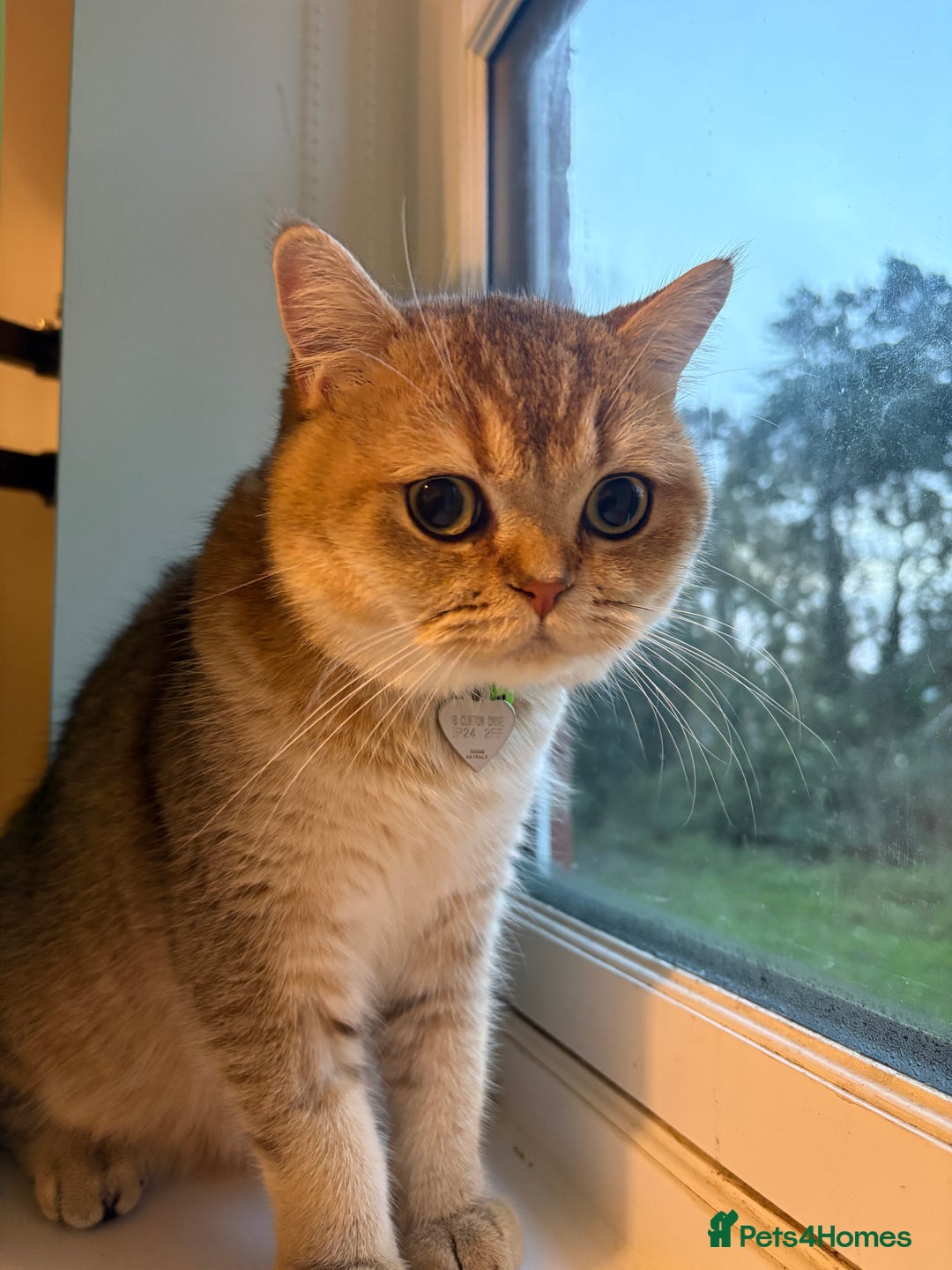 British Shorthair cats for sale: Male British shorthair  - Advert 2