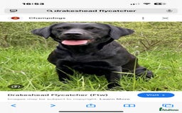 Labrador Retriever dogs for sale: Labrador 2 x boys left FTW Drakeshead Flycatcher   in Blackpool - Image 22
