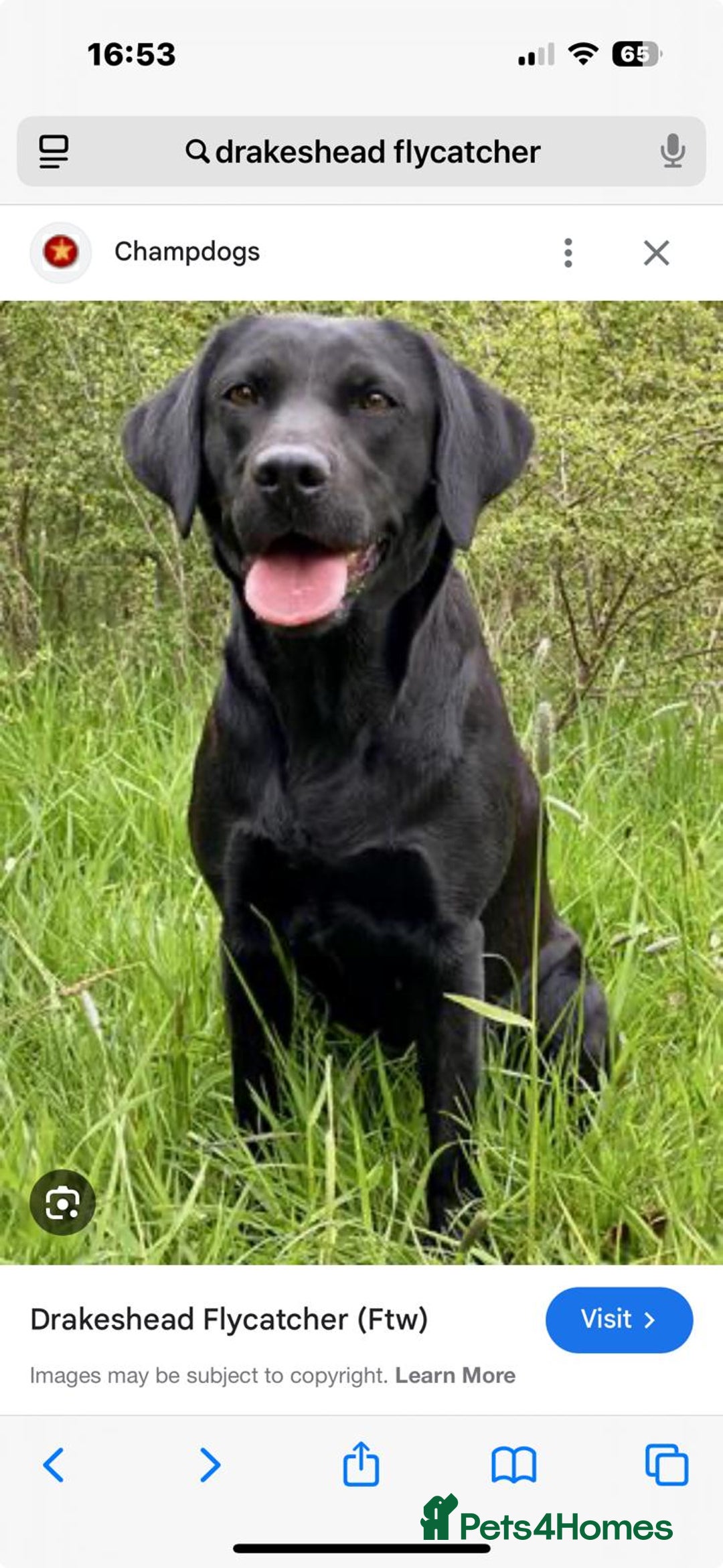 Labrador Retriever dogs for sale: Labrador 2 x boys left FTW Drakeshead Flycatcher   in Blackpool - Image 22
