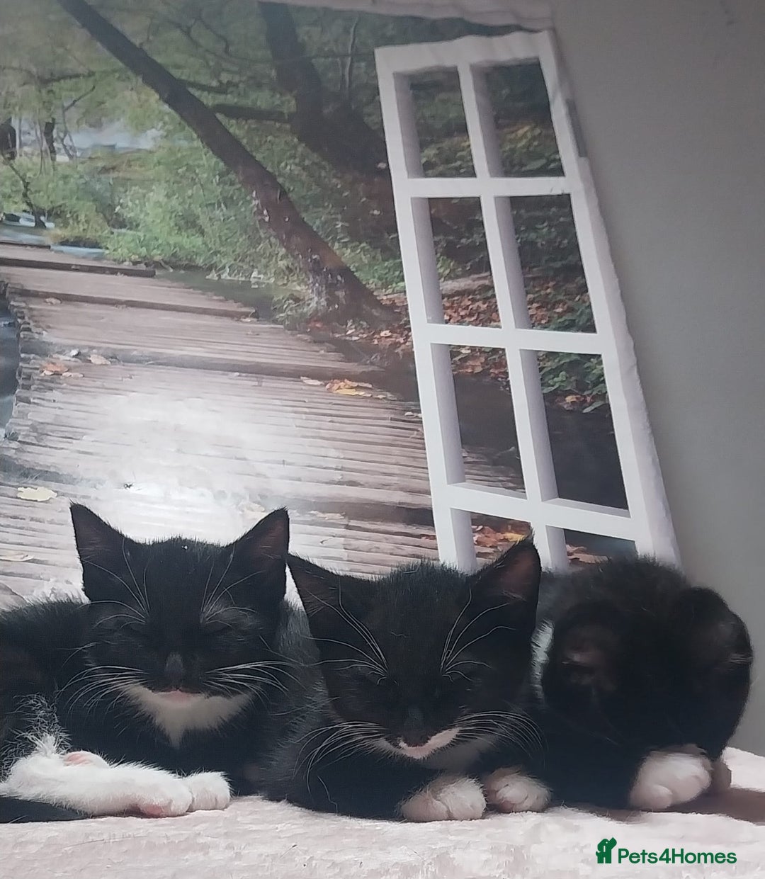 Mixed Breed cats for sale: Adorable kittens looking for a loving home - Advert 7