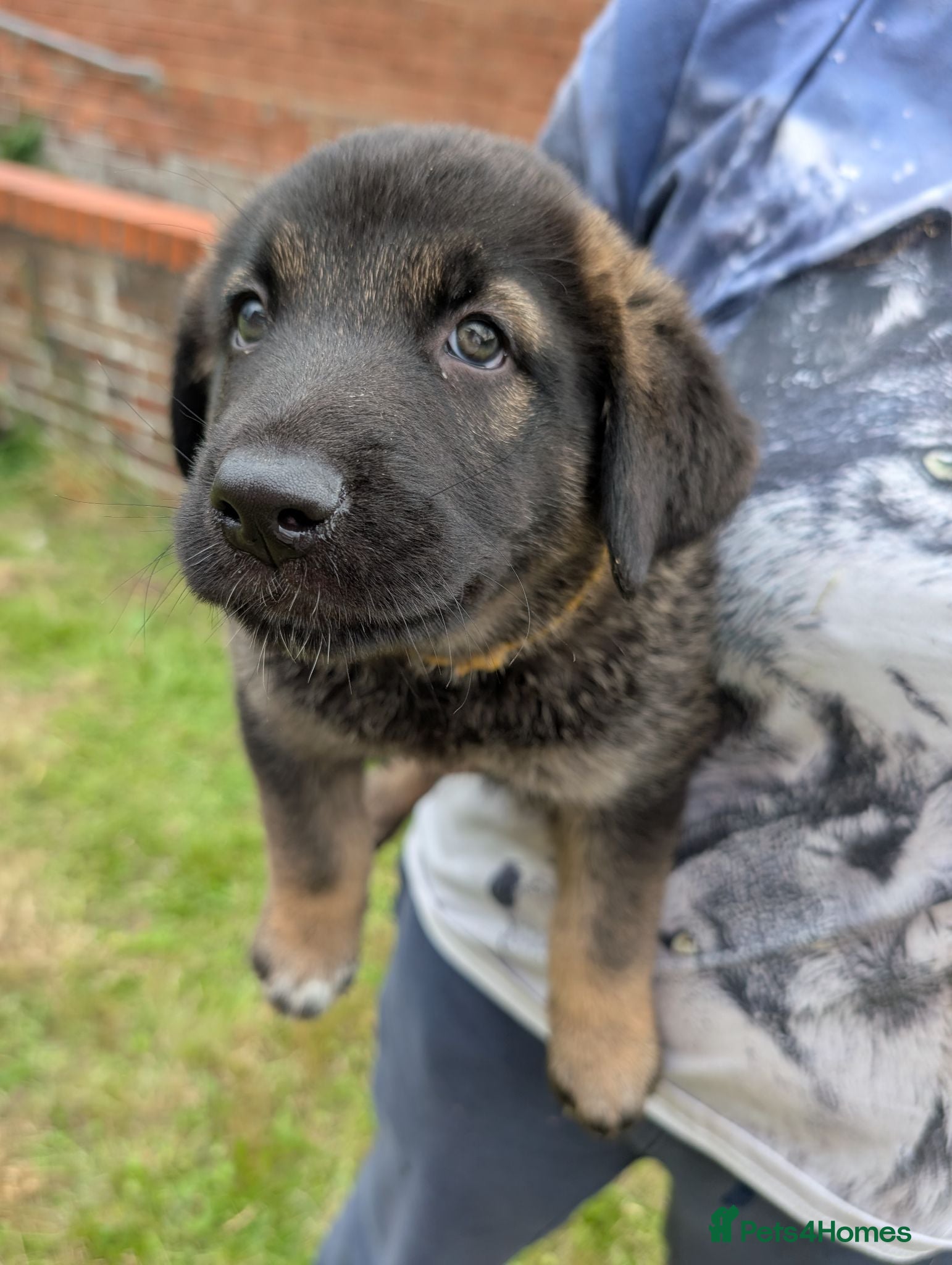 Mixed Breed dogs *2 LEFT* BIG CAUCASIAN MALINOIS  - Advert 2