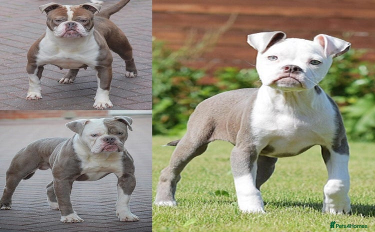 Olde English Bulldogge dogs - Advert 2