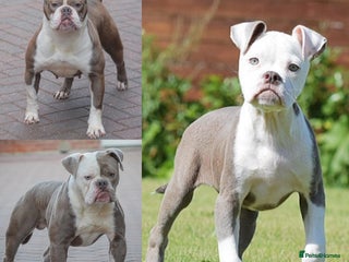 Olde English Bulldogge dogs - Advert 9