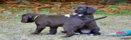 Cocker Spaniel dogs for sale: 6 Liver Cocker Spaniel Puppies - Advert 5