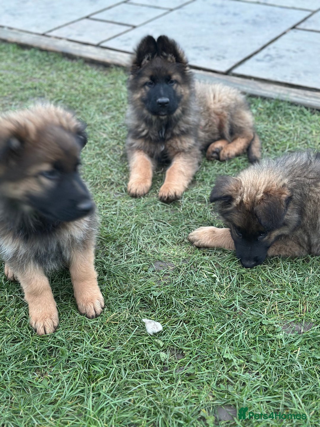 German Shepherd dogs for sale: Beautiful Litter of German Shepherd Puppies - Advert 34