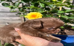 Chihuahua dogs for sale: BEAUTIFUL LONGCOAT BOYS - Image 1