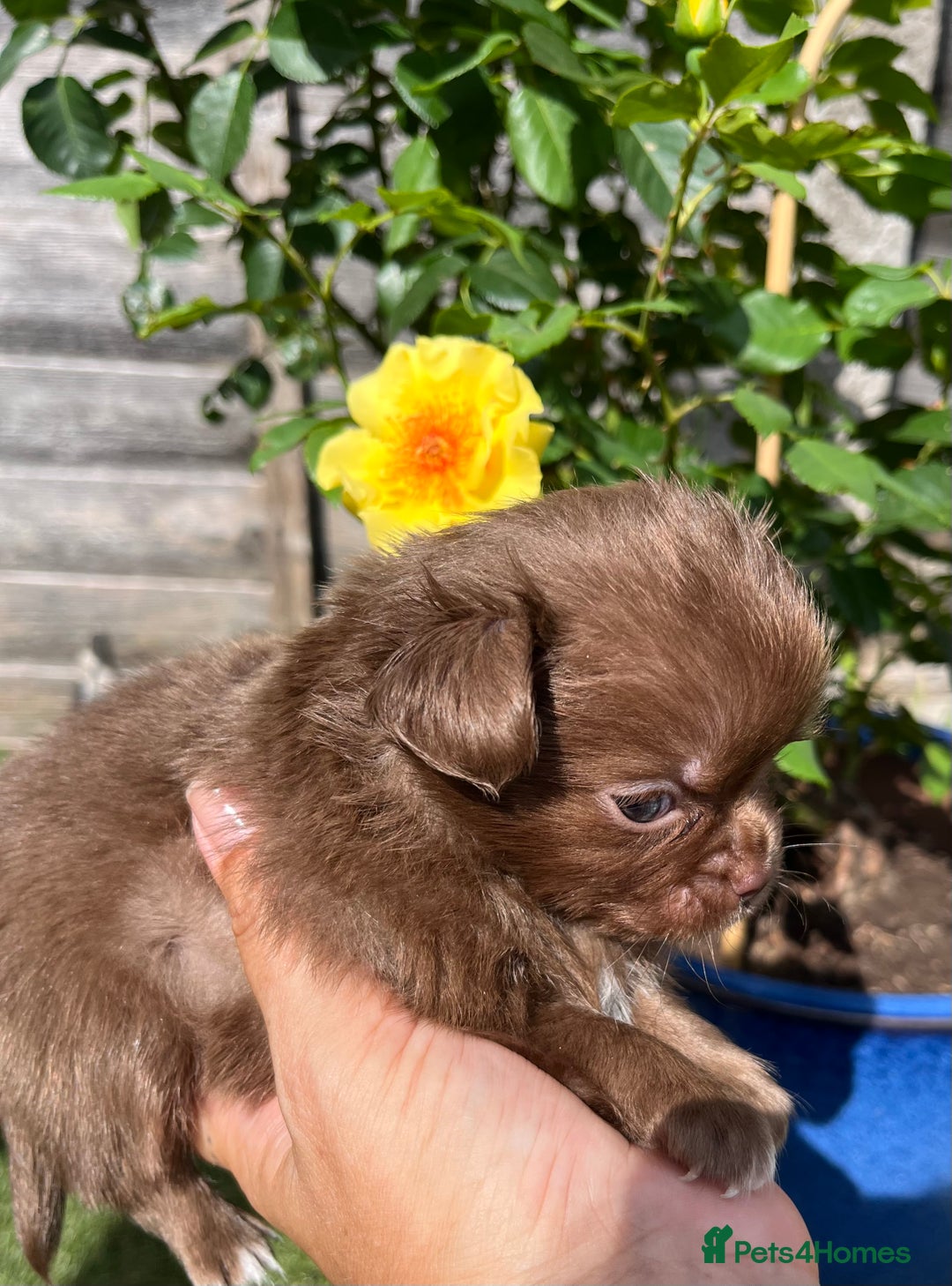 Chihuahua dogs for sale: BEAUTIFUL LONGCOAT BOYS - Image 1
