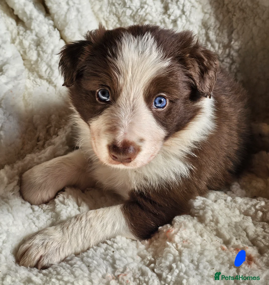 Border Collie dogs for sale: Red Merle and Red/white border collie pups - Advert 1