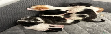 Mixed breed 1 